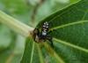213385 – Photo : Jean Roger – Madagascar
