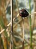 213324 – Photo : David Sannier – France (56)
