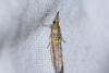 213600 – Photo : Matthias Colin – France (30)