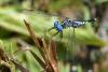 213095 – Photo : Bertrand Piney – Singapour