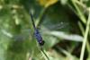213139 – Photo : Bertrand Piney – Singapour