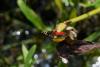 213027 – Photo : Bertrand Piney – Singapour