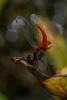 213029 – Photo : Bertrand Piney – Singapour