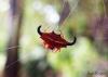 213381 – Photo : Jean Roger – Madagascar