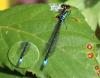 Erythromma viridulum