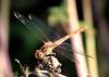 Sympetrum meridionale