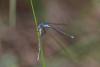 213688 – Photo : Akaren Goudiaby – France (33)