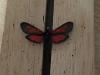 213529 – Photo : Limenitis78 – France (05)