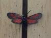 213530 – Photo : Limenitis78 – France (04)