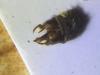 213536 – Photo : Limenitis78 – France (04)