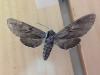 213720 – Photo : Limenitis78 – France (04)