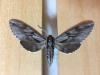 213722 – Photo : Limenitis78 – France (04)