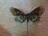213840 – Photo : Limenitis78 – France (04)