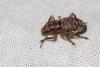 213454 – Photo : Sonia RICHAUD – France (83)