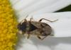 213261 – Photo : Christian Berquer – France (50)