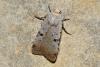 213499 – Photo : Michel Ehrhardt – France (68)