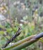 213310 – Photo : Nicolas Lescureux – France (30)