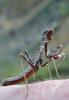 213366 – Photo : Nicolas Lescureux – France (30)