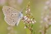 213659 – Photo : Patrick TRECUL – France (44)