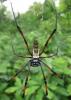 213383 – Photo : Jean Roger – Madagascar