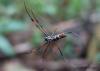 213384 – Photo : Jean Roger – Madagascar
