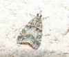 213565 – Photo : ORCHALLAN – France (46)