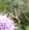 213633 – Photo : ORCHALLAN – France (44)
