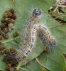 213444 – Photo : Catherine Reymonet-Smitten – France (19)