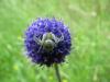 213966 – Photo : Pascal Rolland – France (56)