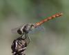 213743 – Photo : Dominique Bataille – France (30)