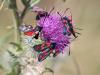 213768 – Photo : Williams Fondevilla – France (09)