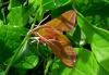 213984 – Photo : M-Laure Normand – France (34)