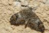 213685 – Photo : florent besson – France (05)