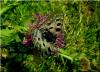 213626 – Photo : Adrien – France (05)