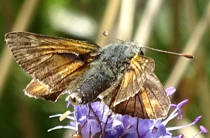 Françoise Peyrissat - Hesperia comma - réf. 213433 (683 x 450 pixels, 75 ko)