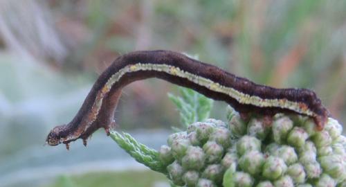 Réf. 214 189 : Acontia trabealis