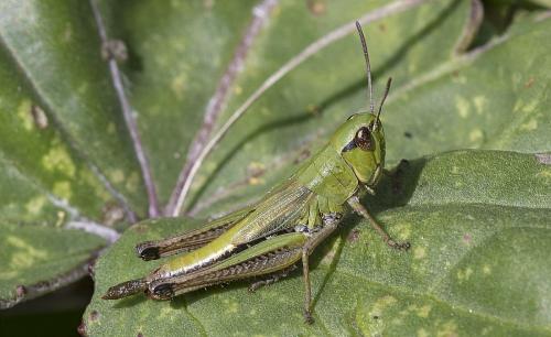 Réf. 214 027 : Pseudochorthippus parallelus