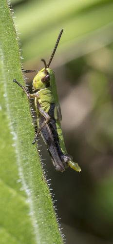 Pseudochorthippus sp.