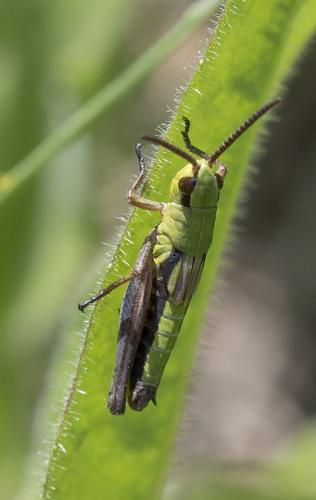 Pseudochorthippus sp.