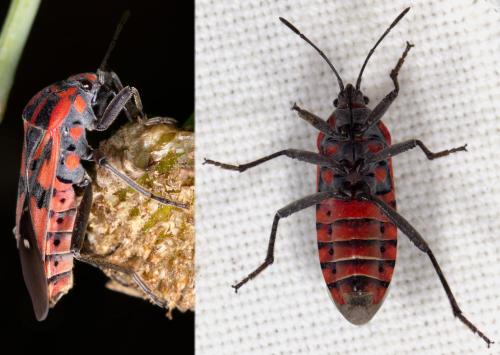 Spilostethus pandurus