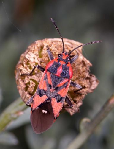 Réf. 214 133 : Spilostethus pandurus