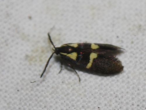 Dasycera oliviella