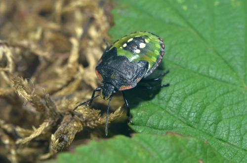 Nezara viridula