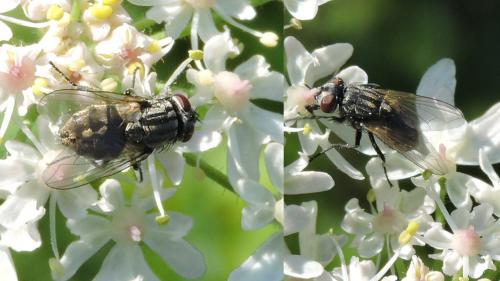 Musca autumnalis