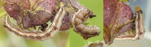 Helicoverpa armigera
