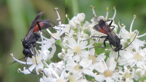 Réf. 214 741 : Caliadurgus fasciatellus