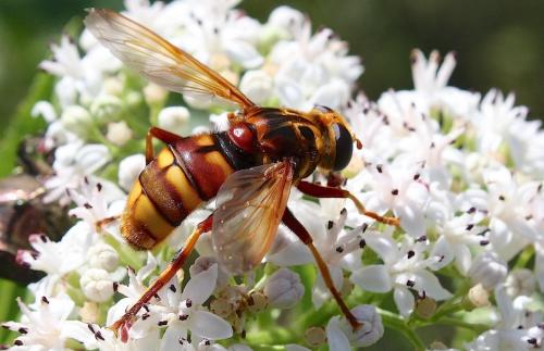 Réf. 214 569 : Milesia crabroniformis
