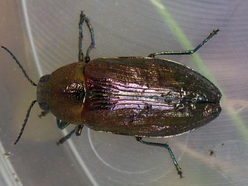 Buprestis rustica