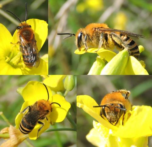 Réf. 214 750 : Colletes hederae