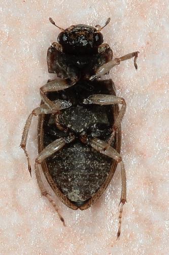 Réf. 214 194 : Helophorus alternans